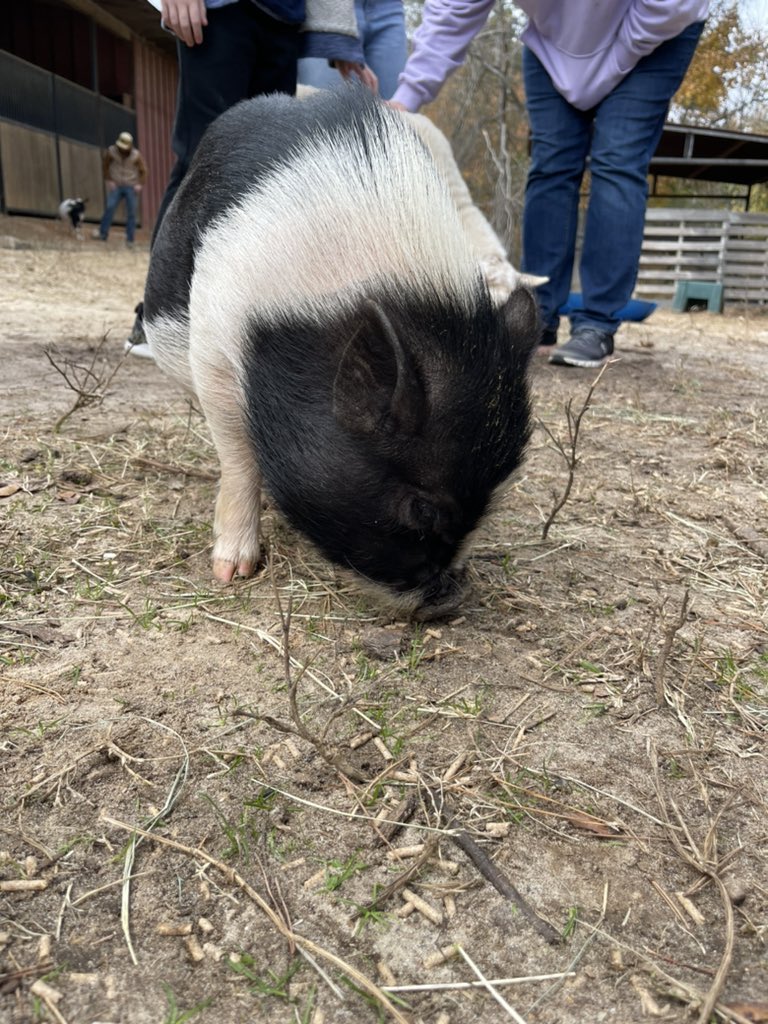 MsPlassman's tweet photo. Farm fun! @5thgradecamp22 https://t.co/boXSGEKkMS