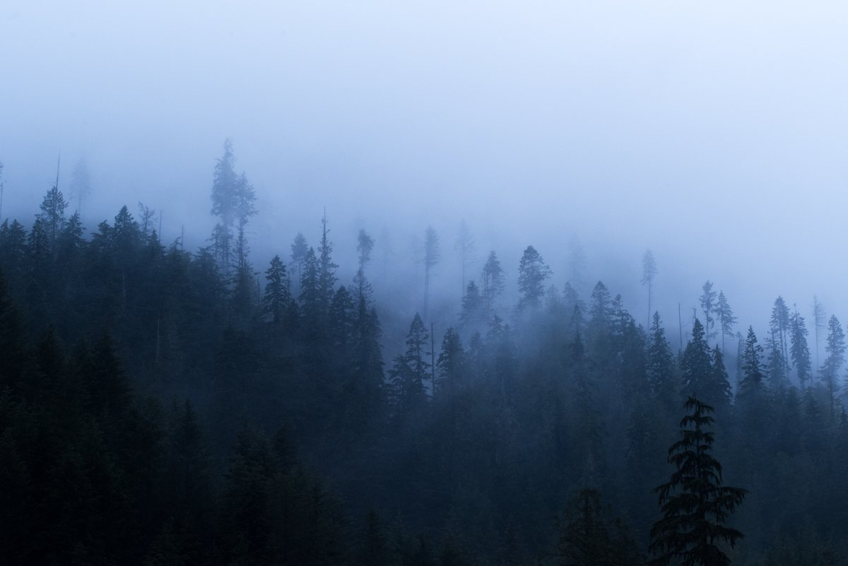 KootenayRoseH's tweet image. Edited to Sonic Youth with an exit of, &quot;The Diamond Sea.&quot;

#moodyforest