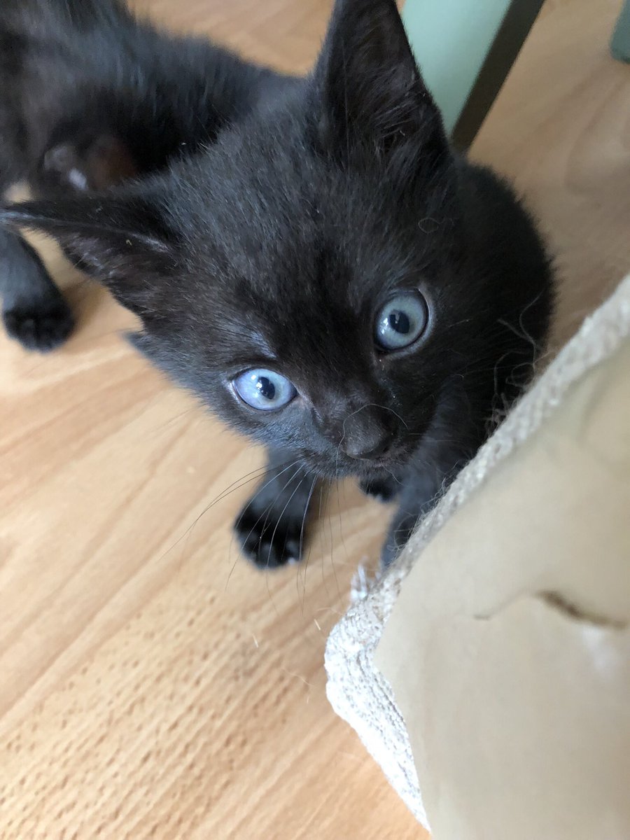 Tiggie33's tweet photo. @DHB_NFT First photos of our two!! https://t.co/0LDaqzI90J