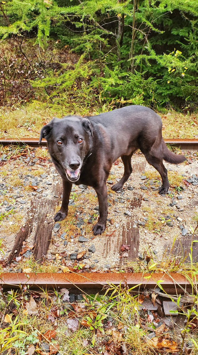ArchieArchibal6's tweet photo. I have an double that stays with my grandma at the hospital.   She miss me so much.  @elderdog @ElderDogHfx @alzassociation @AlzCanada #waiting #care #dogsoftwitter #therapydogs #hfxdogs #blacklabs @annaban1 https://t.co/qFepr84RXa