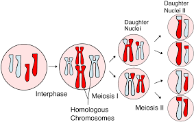 Meiosis

This will look at the process of Meiosis and Gamete formation.