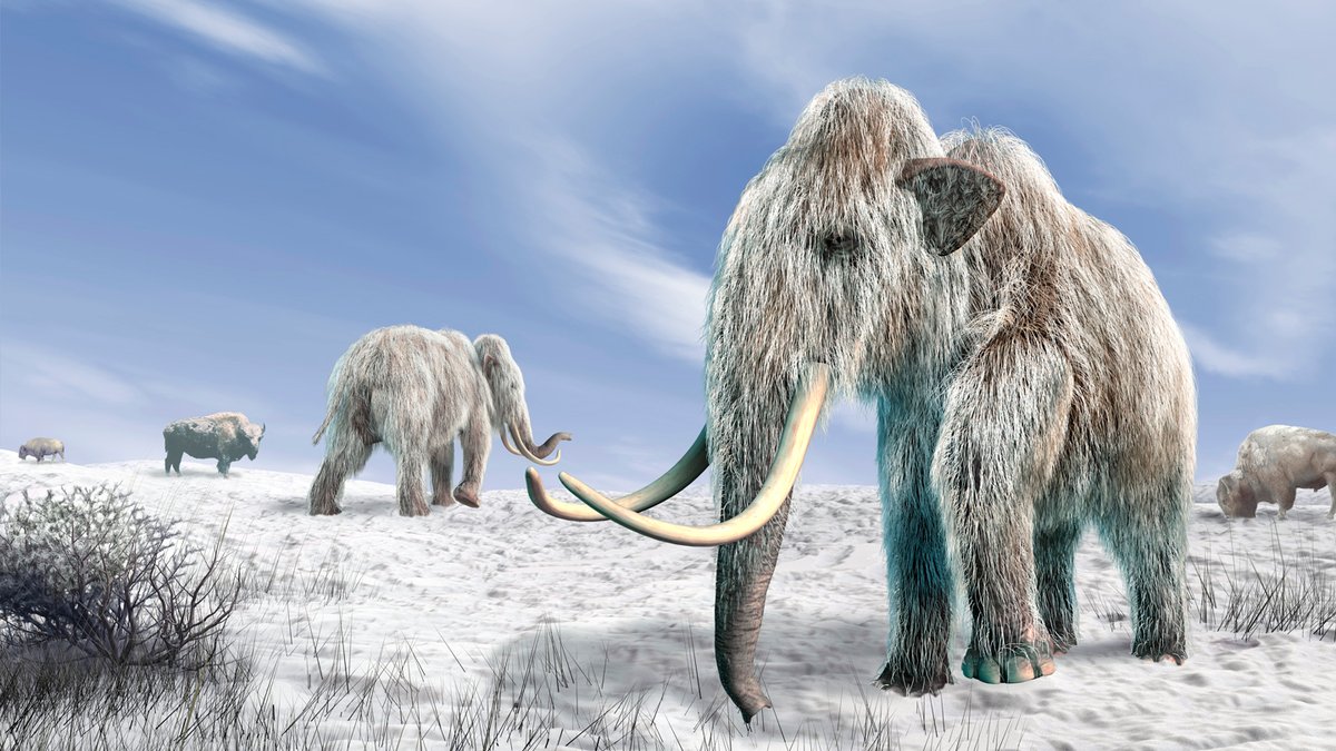CaraSantaMaria's tweet photo. Mammoths may have gone extinct much earlier than DNA suggests. 

#Mammoths #Extinction #DNA #Science #Evolution #AnimalExtinction 

https://t.co/7hrBf5SDg2 @ScienceNews https://t.co/pBdwv3iyZw