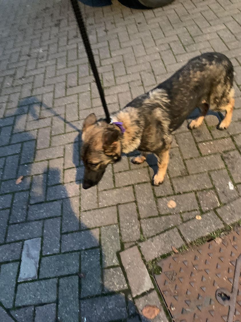 The_Animal_Team's tweet photo. #StrayDog #Found on #Broadway #Davyhulme #Trafford. No chip or tag.  Nervous but very sweet.     Please contact #ManchesterDogsHome if this is your #dog or you have information. Proof of ownership required. ☎️0300 102 1212. https://t.co/JwtgAyN7J6 #FoundDog #dogsoftwitter https://t.co/9KhdrFWEzQ