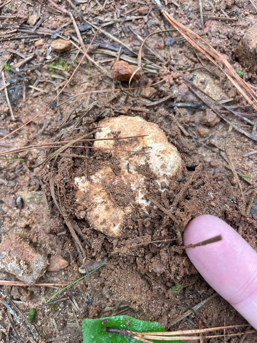 It’s official. All five of our orchards are now producing #truffles truffles. In fact, over 100 have been found in our youngest orchard, which is only 2.5 years old. The harvest starts in January - order yours today! #chef #Foodie #Food
