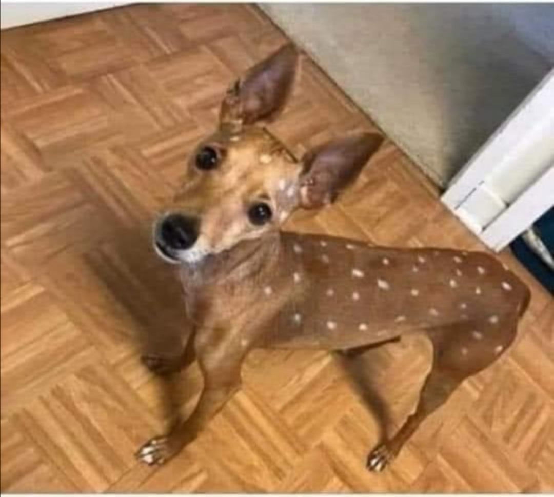 Gendarmerie_017's tweet photo. On lui a dit d'adopter un camouflage pour la forêt dans le cadre d'une surveillance.
Il s'est déguisé en biche. Ce chien nous fatigue. 🤦‍♂️ https://t.co/VLCAuybYbp