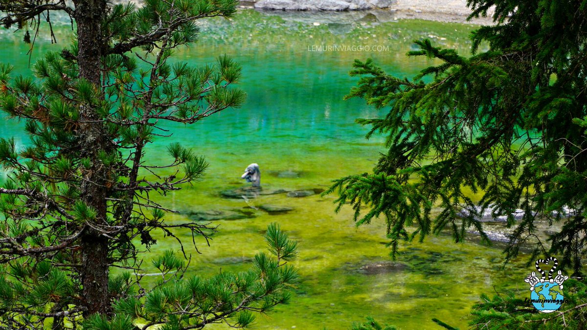 Lemurinviaggio tweet media