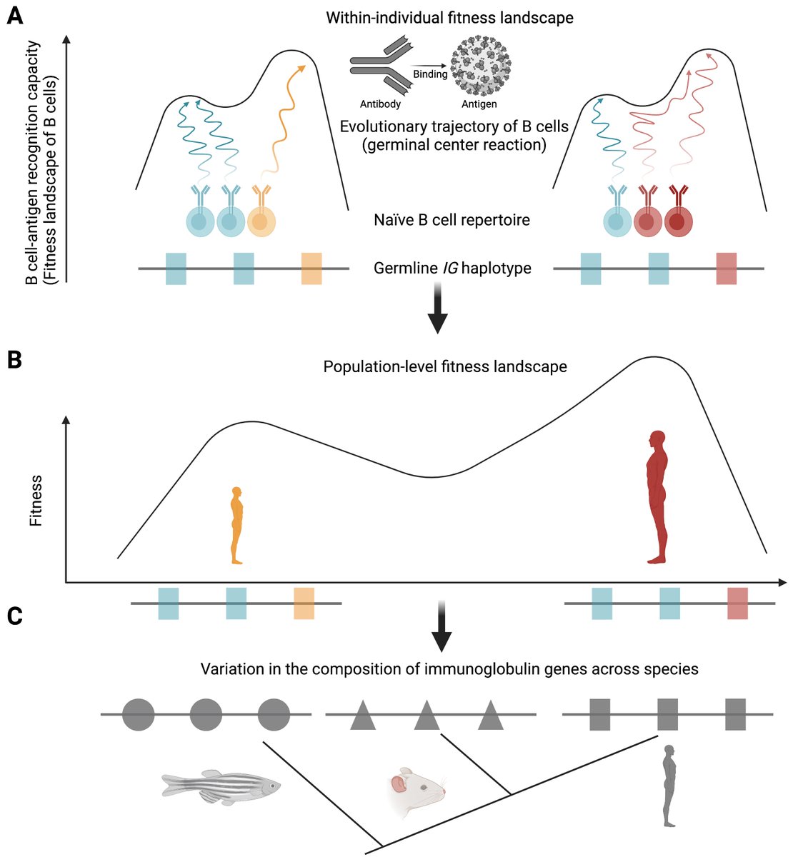 GreiffLab 💻🔬💊 (@victorgreiff) on Twitter photo Our perspective piece on evolutionary aspects of immunoglobulin germline variation is out sciencedirect.com/science/articl…. Incredible collaboration with <a href="/mwpen/">Matt Pennell</a> and <a href="/ctwatson29/">Corey Watson</a>. Our perspective piece on evolutionary aspects of immunoglobulin germline variation is out sciencedirect.com/science/articl…. Incredible collaboration with <a href="/mwpen/">Matt Pennell</a> and <a href="/ctwatson29/">Corey Watson</a>.