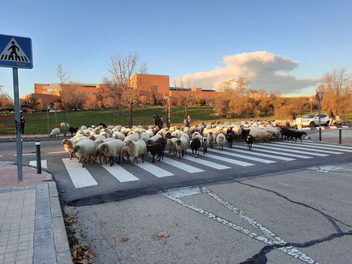 Francisco M Azcárate tweet media