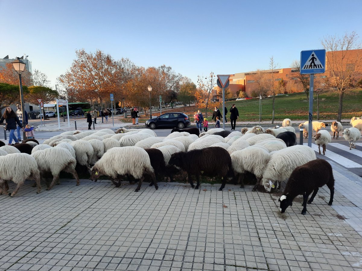 Francisco M Azcárate tweet media