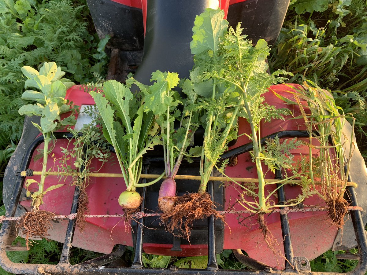 Harris_Farming's tweet photo. Cover crop biomass soon to be recycled by some 🐑. Legumes seem to be fixing some valuable fertility. Cost V ROI seemed very marginal 7 years ago, today it seems a no brainier! Still hard to quantify mind you. https://t.co/PzlghuftWZ