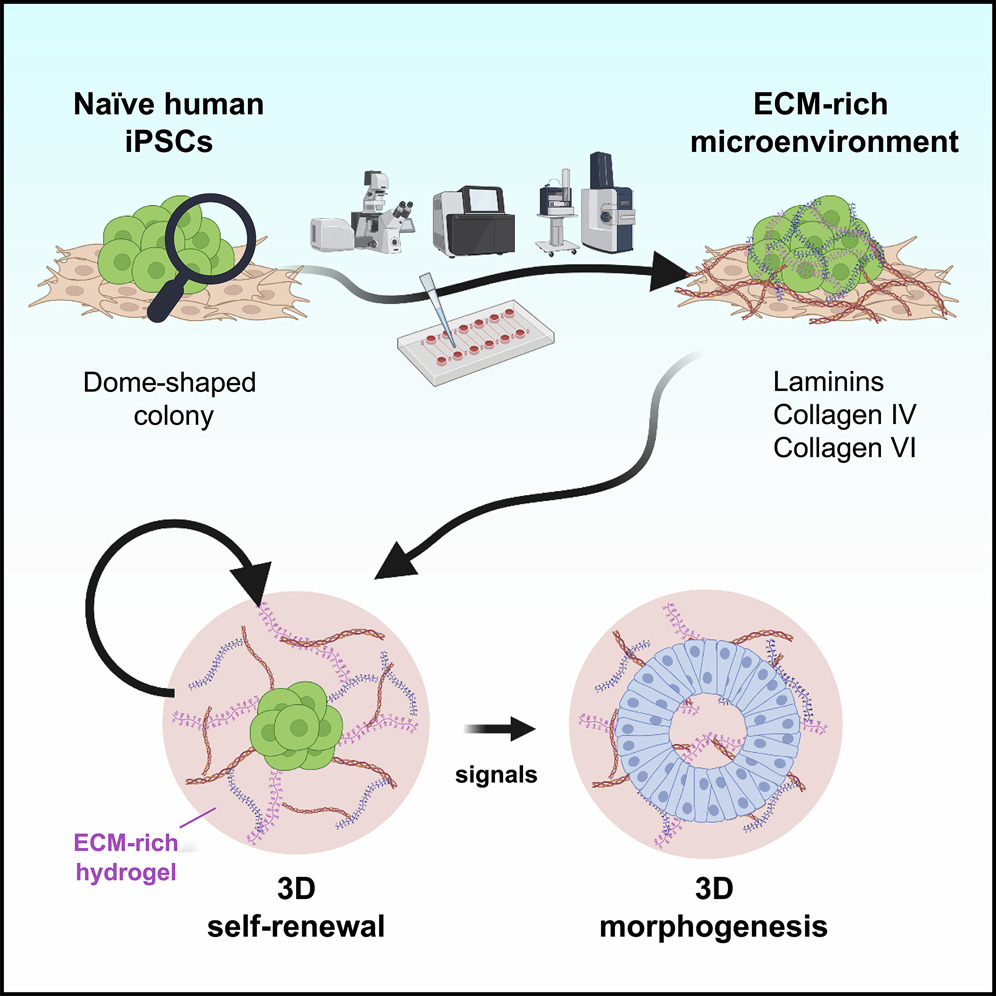 ESC & iPSC News (@esc_ipsc_news) on Twitter photo December just brought more reasons to celebrate for <a href="/UrciuoloLab/">Urciuolo_Lab</a> and <a href="/ElvassoreL/">Elvassore Lab</a>! Congratulations to the team for a successful publication in <a href="/CellStemCell/">Cell Stem Cell</a>! ๐ฅณ <a href="/cesare_elisa/">Elisa Cesare</a> <a href="/CeciliaLaterza_/">Cecilia</a>
Check it out ๐ December just brought more reasons to celebrate for <a href="/UrciuoloLab/">Urciuolo_Lab</a> and <a href="/ElvassoreL/">Elvassore Lab</a>! Congratulations to the team for a successful publication in <a href="/CellStemCell/">Cell Stem Cell</a>! ๐ฅณ <a href="/cesare_elisa/">Elisa Cesare</a> <a href="/CeciliaLaterza_/">Cecilia</a>
Check it out ๐
