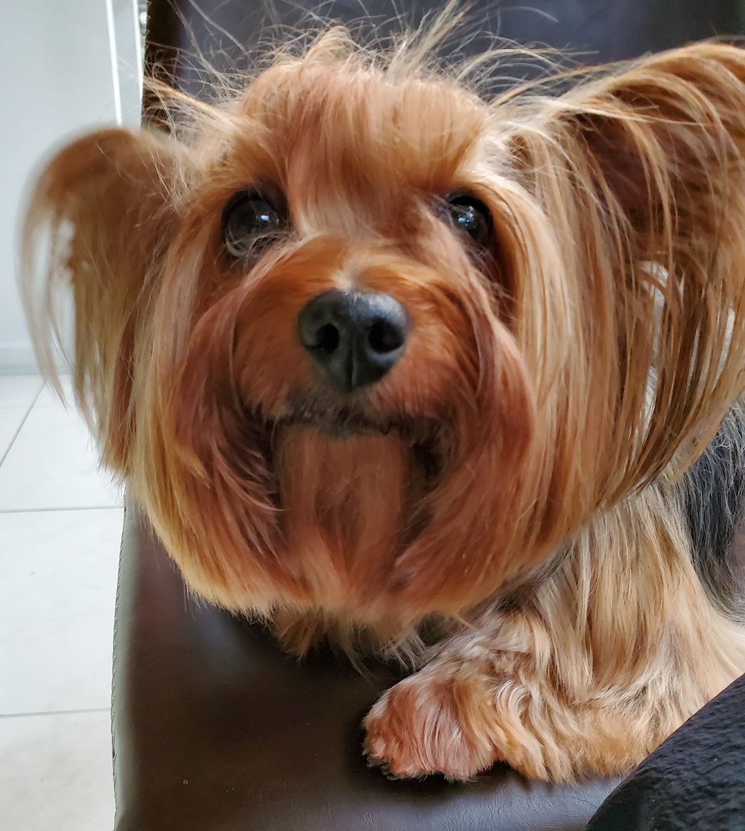 <a href="/LokiTheBeagle/">Loki</a> I'm so sorry to hear of Loki's passing. Lost my little girl 2 mo. ago today. Lived with CHF over 2.5 years. Would be 13 this Mon. They give us such love &amp; make it impossible not to love them so completely.

Sending love. 💔❤️‍🩹❤️