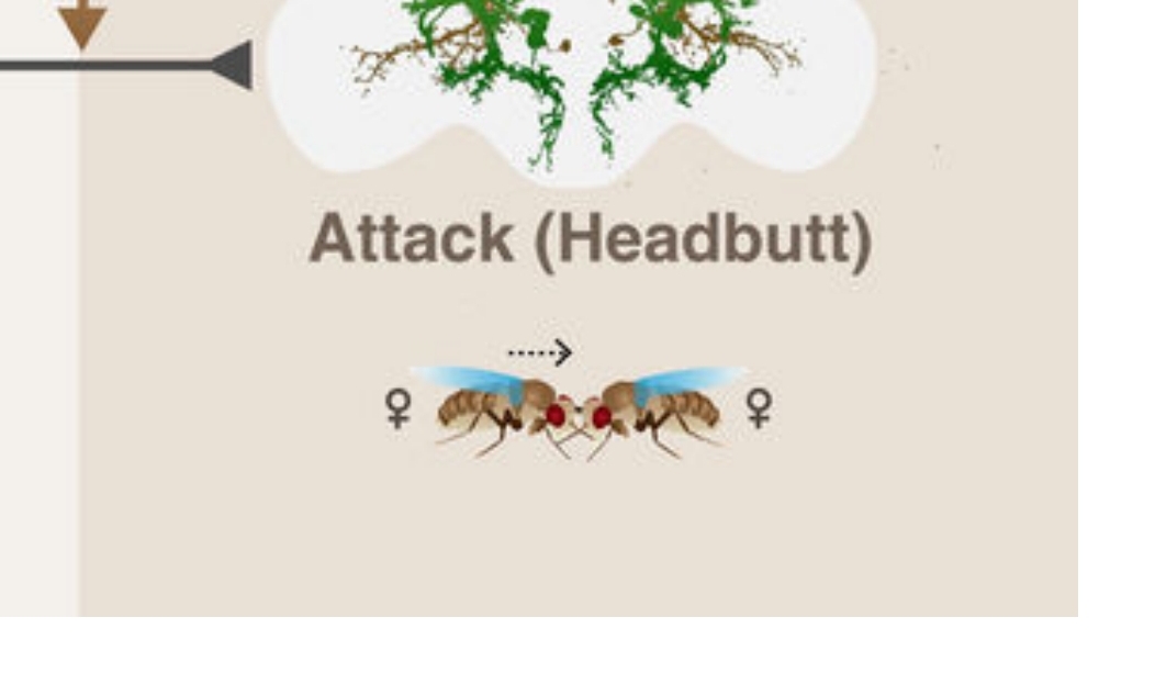 youngsynapse's tweet image. Headbutt is also my main attack strategy. 

Chiu, Hui and Hoopfer, Eric D. and Coughlan, Maeve L. and Anderson, David J. (2021) A circuit logic for sexually shared and dimorphic aggressive behaviors in Drosophila. Cell