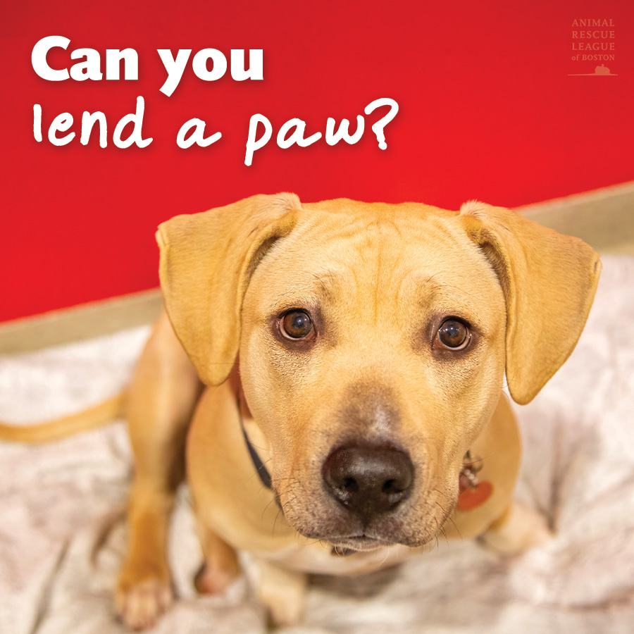 Can you lend a paw? 🐾
Our Dedham location is still low on HE (high-efficiency) laundry detergent to keep our blankets &amp; towels clean. Donated detergent can be made directly through our Amazon wishlist, bit.ly/ARLDedhamWishL… &amp; will be sent directly to our Dedham location! 🧼❤️