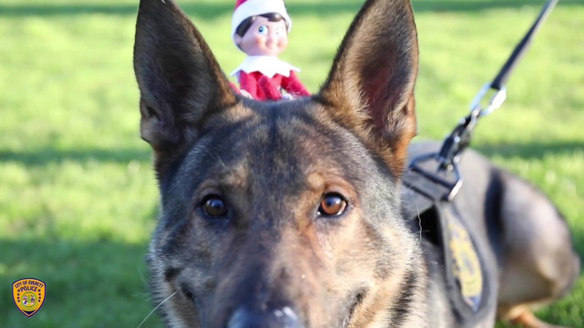 We want to know what kind of shenanigans will your Elf be up to? 🤣