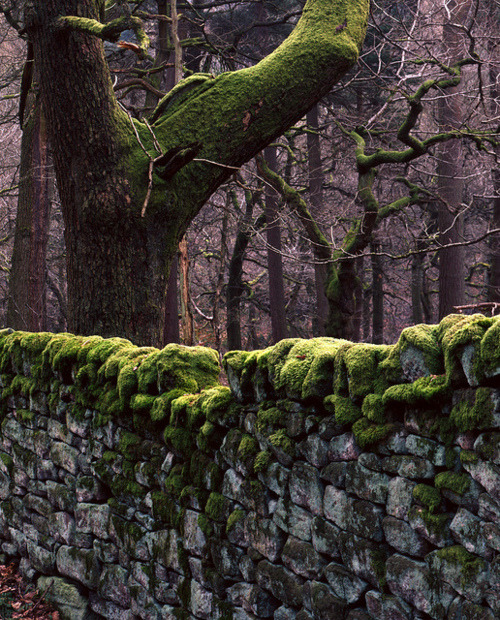 nordicwebdesign's tweet photo. Stone Fence, Peak District, England #StoneFence #PeakDistrict #England https://t.co/5MHSMOExzA https://t.co/EwHsQNGBgf