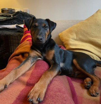 millypod1's tweet photo. ๐2 DEC 2022 #Lost TEXEL #ScanMe
Manchester Terrier Male Is a JAGD Terrier
#Camberley #Surrey #GU15
Believed to be somewhere along the Railway Line fence in undergrowth, but not trackside. Or possibly in one of the neighbouring gardens
LOCAL HELP NEEDED๐ข
https://t.co/CbwXKlVNQb https://t.co/0XKYV6fWAv