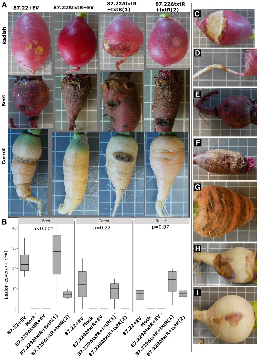 PhytopathologyJ's tweet image. @CRclarke1 &amp;amp; colleagues demonstrate that thaxtomin A is the primary virulence determinant of scab disease of beet, carrot, radish, parsnip, &amp;amp; turnip.
🔓for a limited time—read about their process: doi.org/10.1094/PHYTO-…
#commonscab #SciComm