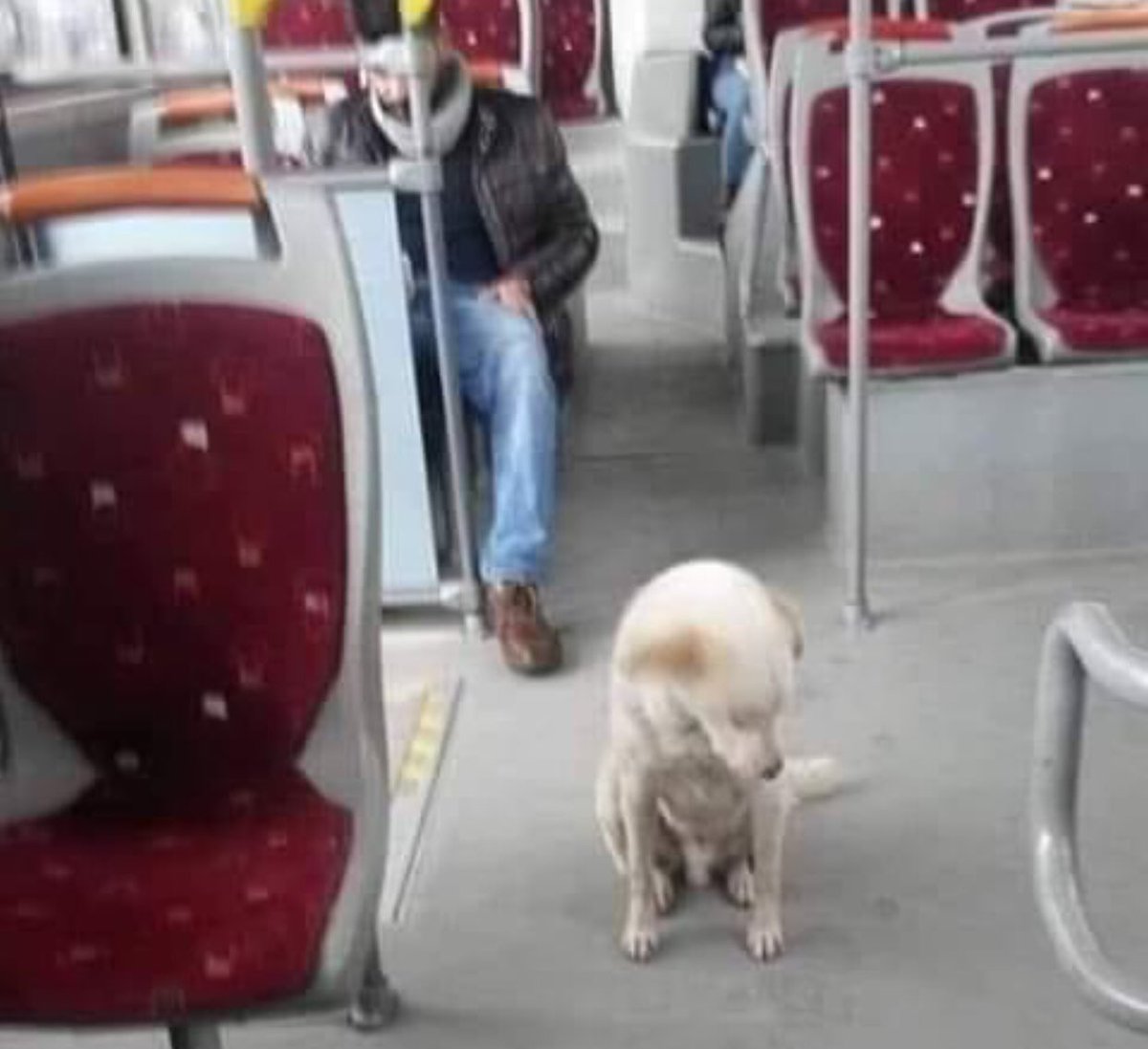 İzmir' de sağanak yağışta kendini otobüse atan köpeği indirmeyip 'rahatsız olan var mı?' diye sorunca, 'hayır' cevabını alınca yola devam eden şoförü kutluyorum...#İzmir ..❤