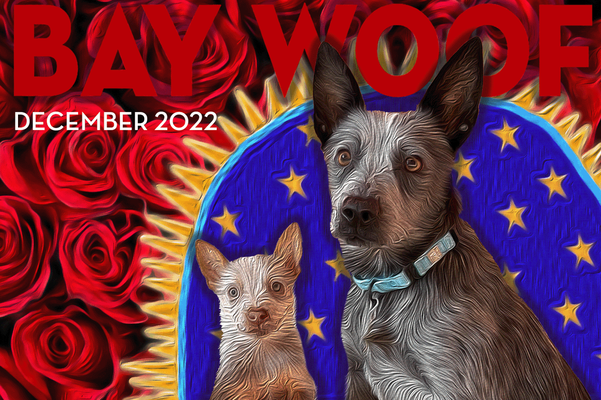 Bay Woof Foundation tweet media