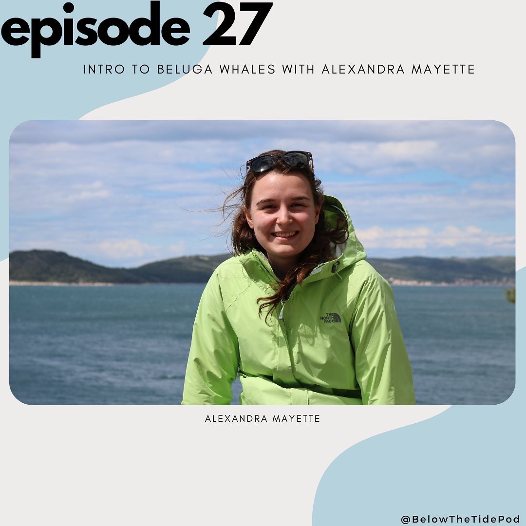 belowthetidepod's tweet photo. Did you catch this weeks episode? Ep 27 - Intro the Beluga Whales with @alexee_mayette is what you’ve been waiting for: all about the Eastern Beaufort Sea Beluga Whales. Alexandra talk beluga social lives, migration, and more! Listen now: https://t.co/AAJFnSaw0l 
#SciComm https://t.co/4YEwYdzQFw
