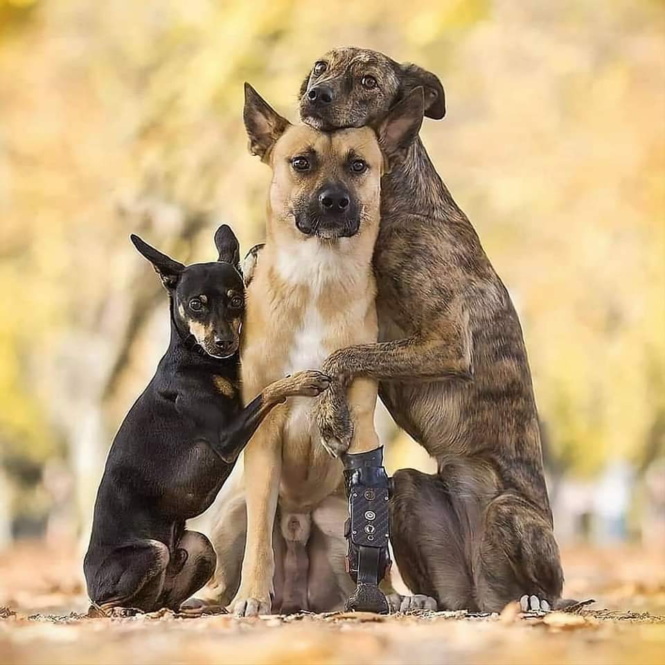 Título para esta hermosa foto ❤️🐶👇🏻