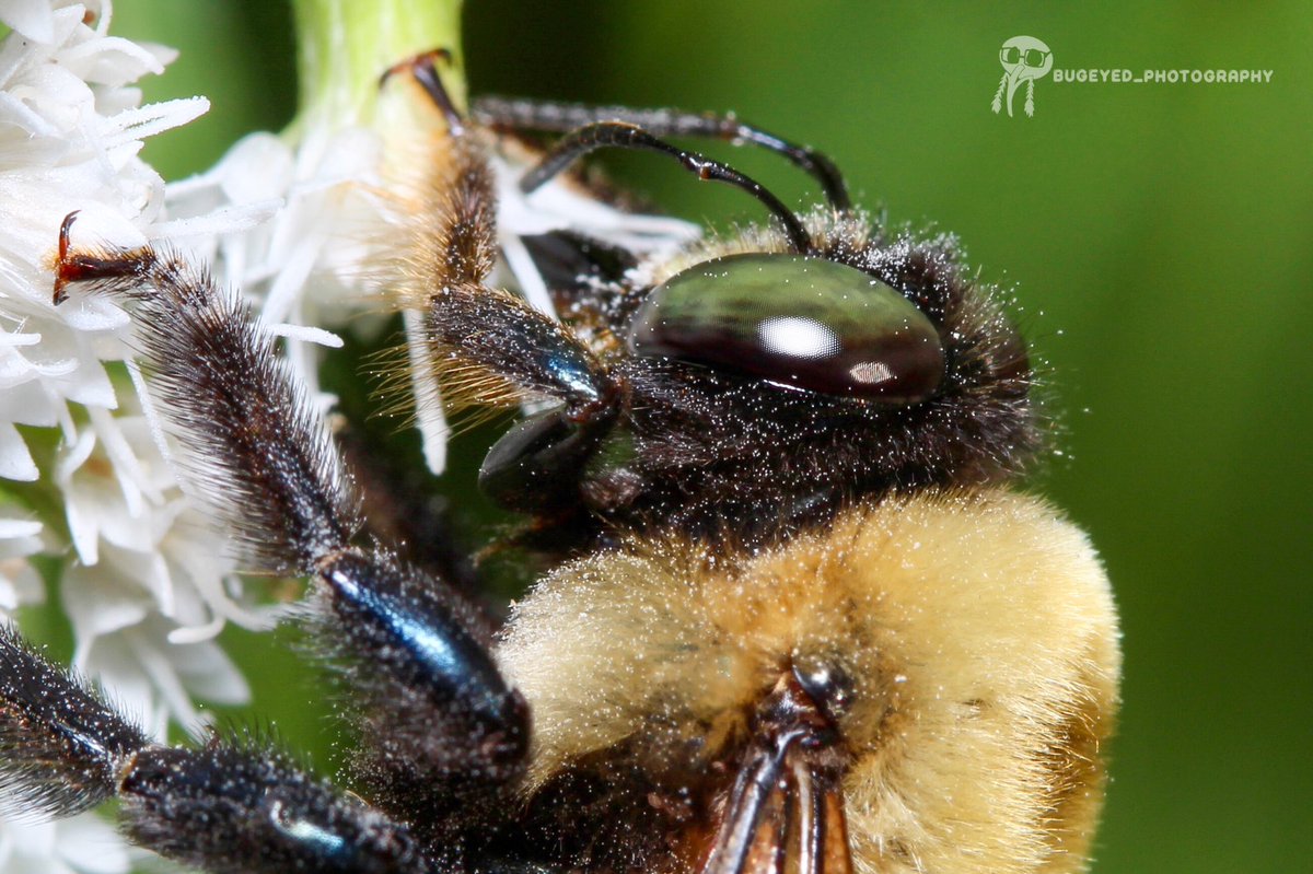 Timfestation's tweet photo. Bee appreciation post 

#insect #insects #bugs #insect #photography #insectphotography🐝📷 #macrophotography #macrophoto #macrophotos #photography #bee #bees https://t.co/bsGeg02voL