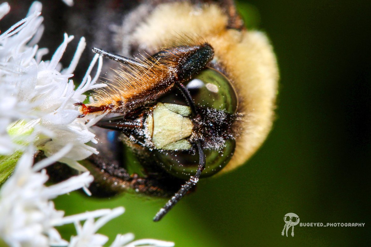 Timfestation's tweet photo. Bee appreciation post 

#insect #insects #bugs #insect #photography #insectphotography🐝📷 #macrophotography #macrophoto #macrophotos #photography #bee #bees https://t.co/bsGeg02voL