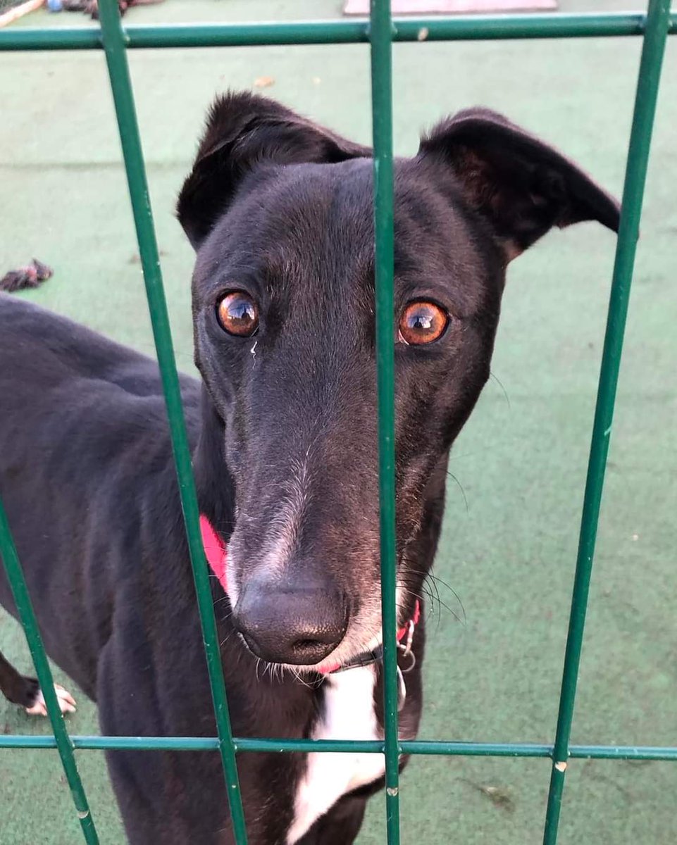 Greyhound Adoption @ Seaside Greyhounds tweet media