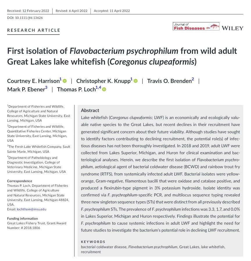 AFSFishHealth's tweet photo. Happy #FishHealthFriday!!! Every Friday, we'll be sharing an open access article authored by section members. 

Check out the abstract here and see below!🧫🐟🔬 https://t.co/DYfhkjuuR0