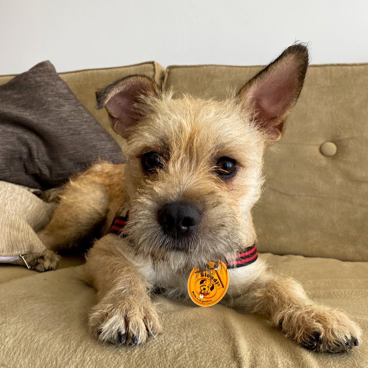 ⚠️URGENTE⚠️

Necesitamos hogar provisorio para Matilda‼️
Es tamaño chico!
Si podes hacerle un lugarcito, escribime por MD o al 3584497367

Difundir 🙏🏼 <a href="/VivireNuevaCba/">VivirenNuevaCórdoba®</a> @en_guemes <a href="/VivirenP/">VivirenGralPaz</a> <a href="/yo_nva/">YoVendoNvaCba</a>