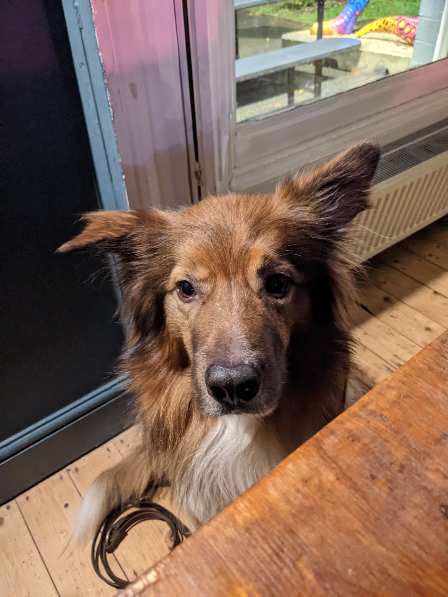 CamasTheCollie's tweet photo. We are in the pub. I am waiting for pizza crusts. 🐾🐾🍕😋
#BorderCollie
#Pub
#PizzaCrusts
#Winning
#FridayNight https://t.co/FPoJh8bHAw