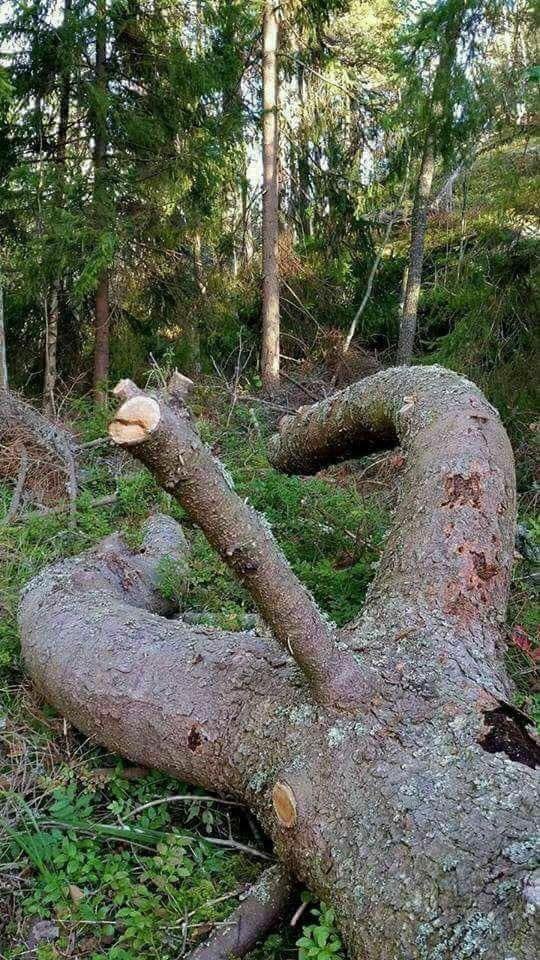 hunidmilli's tweet photo. @insaneassplants Baby come sit on this wood https://t.co/6VwLTi795w