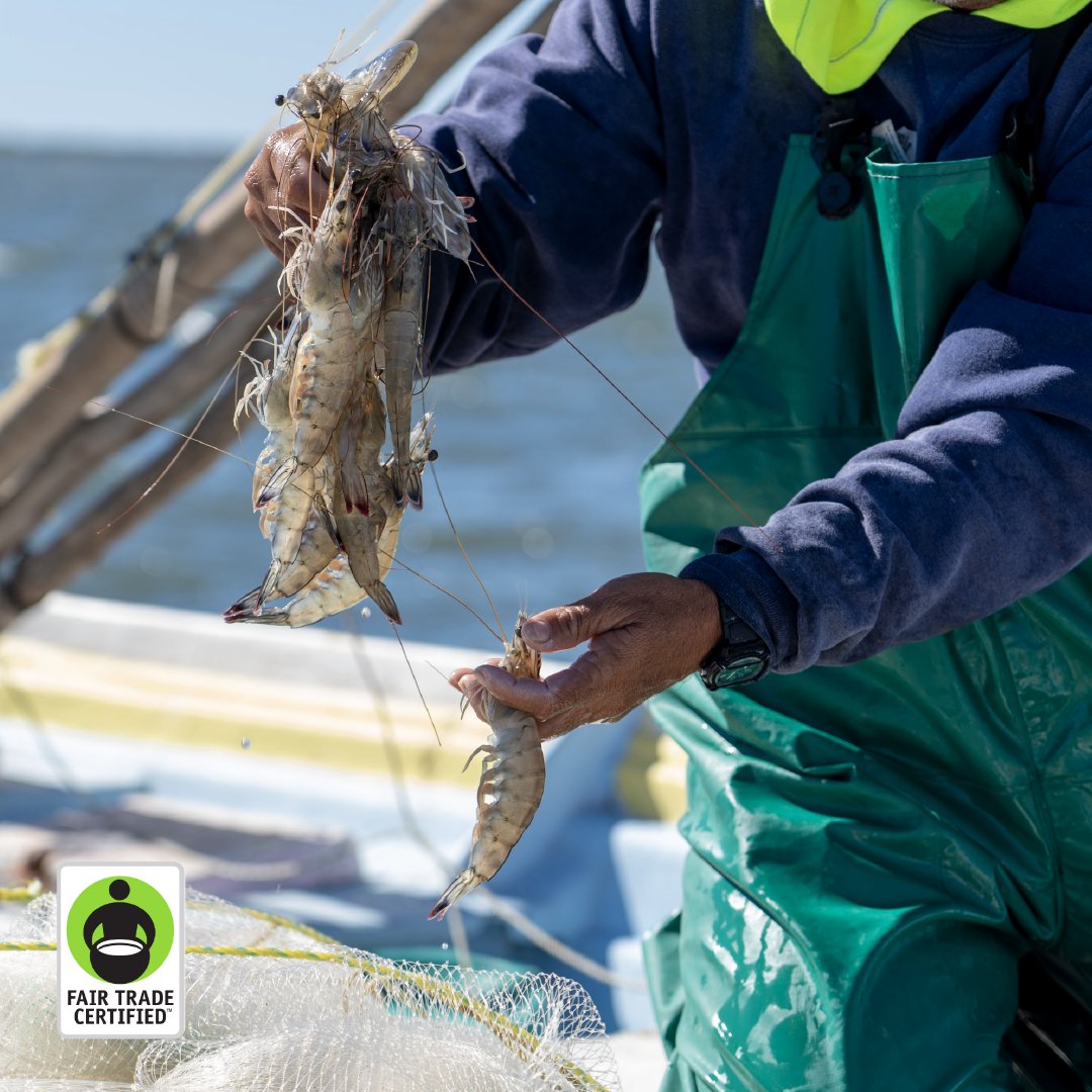 Camarones certificados con Fair Trade, para un comercio justo para pescadores y sus comunidades. ⭐

#delpacifico #sustentable #camarones #artesanal #pescasalvaje #camaronazul #fairtrade #comunidadpesquera