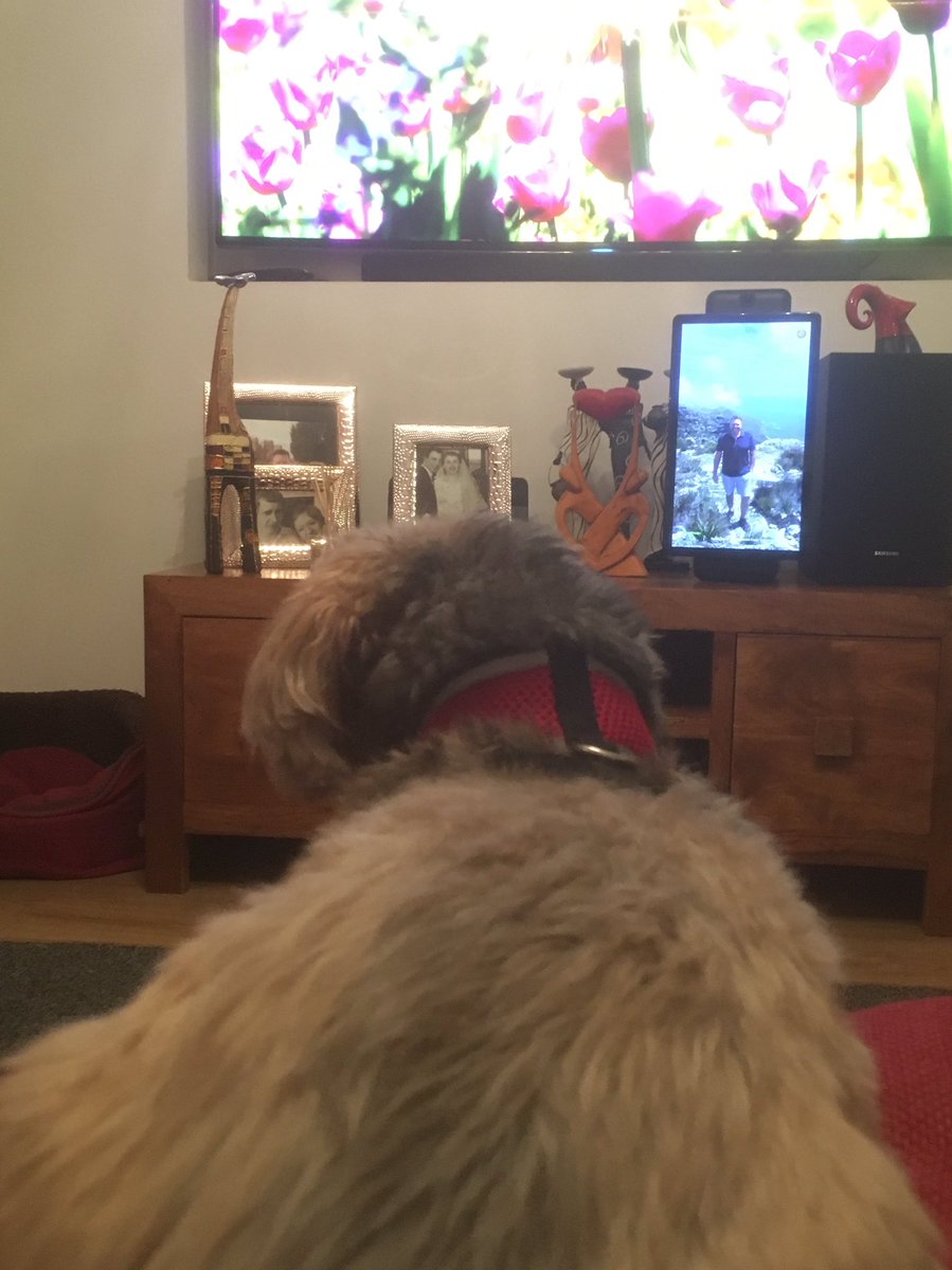 hazypets's tweet photo. A tv evening with one of the pooches I'm looking after #lazynightin x x https://t.co/R5eCI4XBky