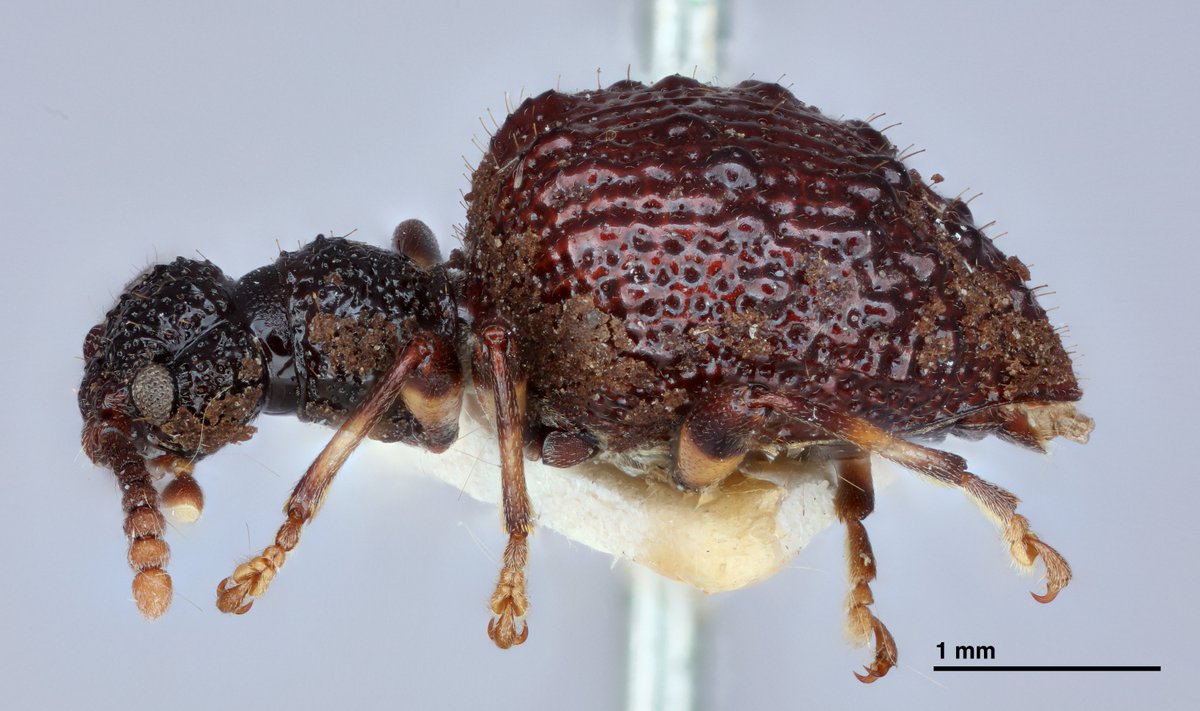 Revisiting a paper that I shoulda finished like five years ago. This is a very good beetle. Chaetyllus tuberculatus (Kirsch, 1870) Bogotá Colombia. #TooManyBeetles