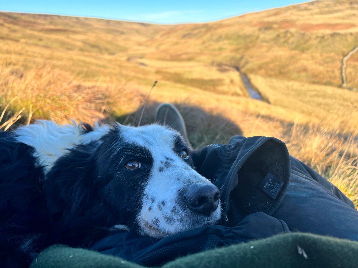 YorkshireShepherdess tweet media