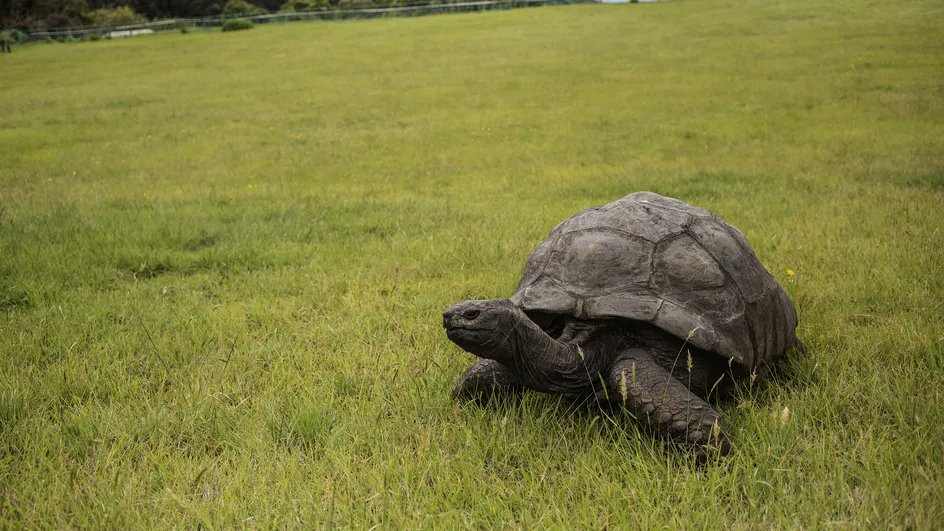 franceinfo's tweet photo. La plus vieille tortue du monde, Jonathan, fête ses 190 ans

https://t.co/9mRzTLzqTz https://t.co/ie3zChcES6