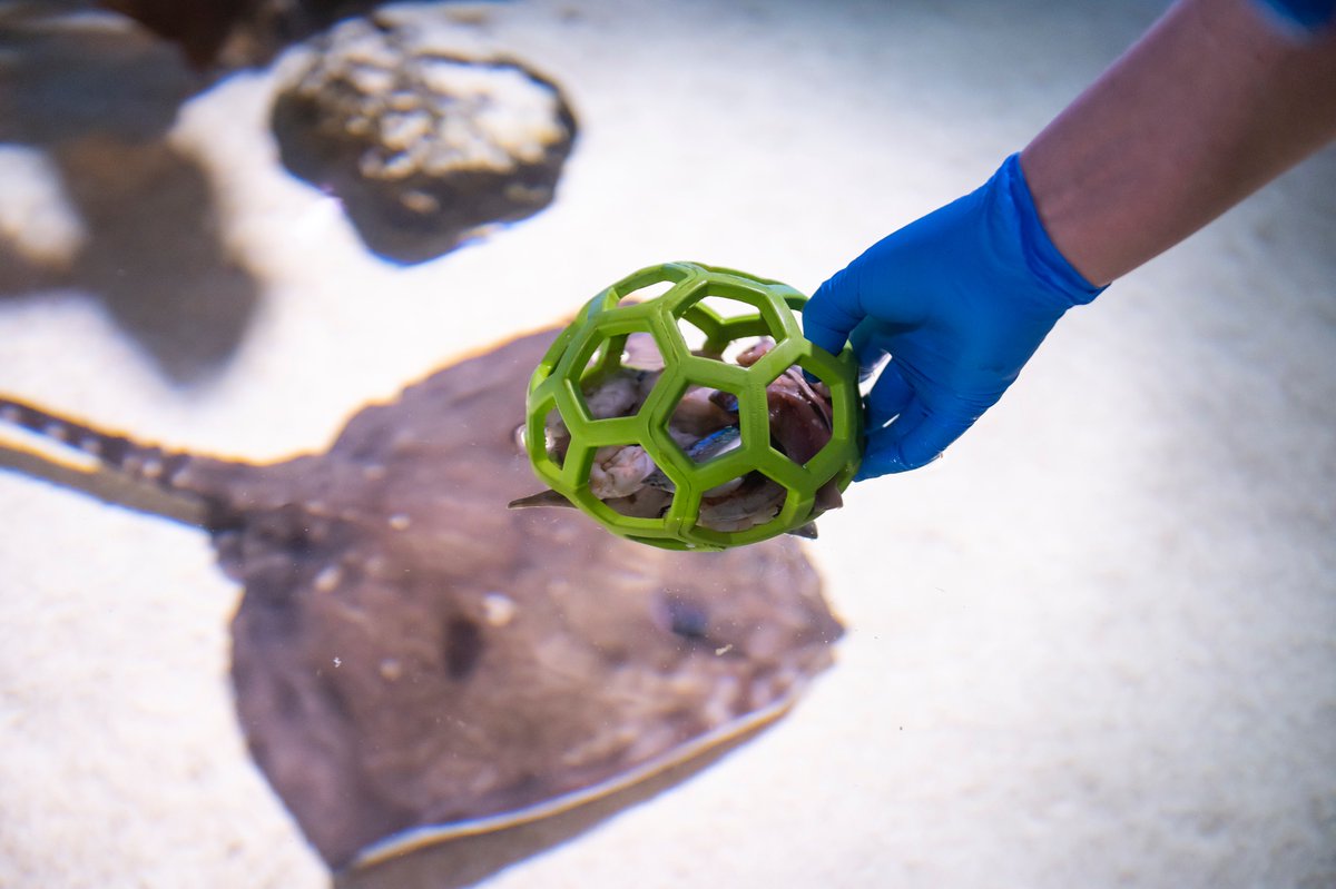 PR_Examples's tweet image. The beautiful game as staged by @london_aquarium to celebrate the World Cup.

H/T to @stripecom