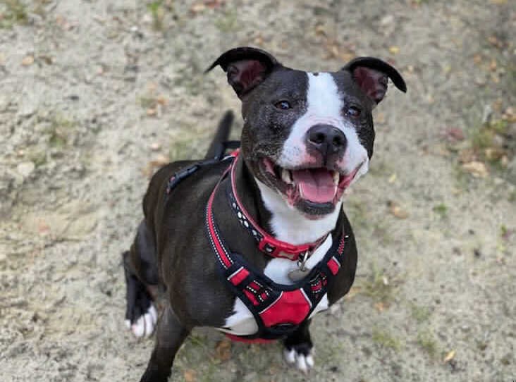 AdoptionsUk's tweet photo. PLEASE RETWEET, URGENT FOSTER HOME NEEDED FOR DOTTY   #ROTHERHAM #ENGLAND  

CAN RE HOME NATIONALLY.

Rescued from being PTS, now looking for an experienced adult foster or forever home. 
She needs to be the only pet. Can we change her luck?❤️🍀

CONTACT👇
https://t.co/gzFRbA6xgY https://t.co/duOiMjk2dL