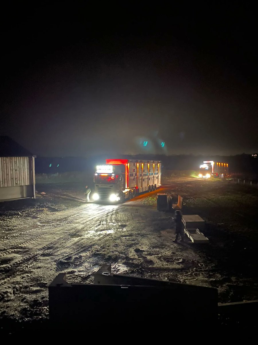 GrasstecLtd's tweet photo. Heifers after arriving at their new home in the UK. Settling in well to their new impressive cubicle shed. https://t.co/Ddj0cDcvD6
