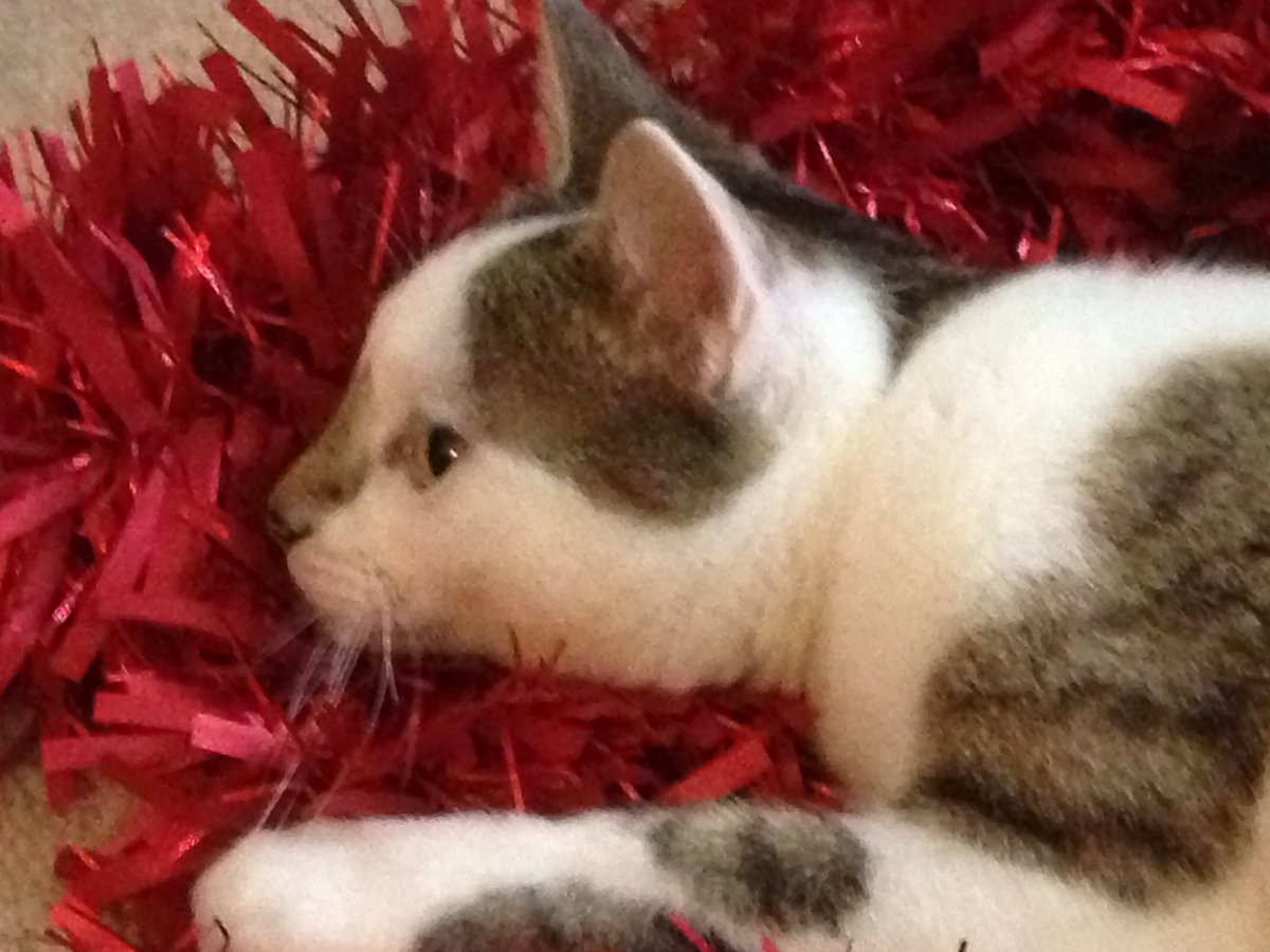 millimollie's tweet photo. @SnuggHomes #SnuggChristmas my beautiful girl in yet another Christmas pose (the second is after a huge Christmas dinner)  😂 https://t.co/bwKJc6XaR1