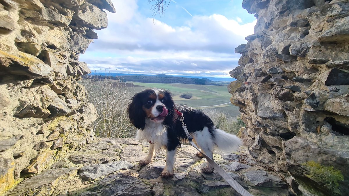 Cavalier, Hund in einer Lücke von Stein im Sonnenschein, im Hingergrund Aussicht bis zum Bodensee