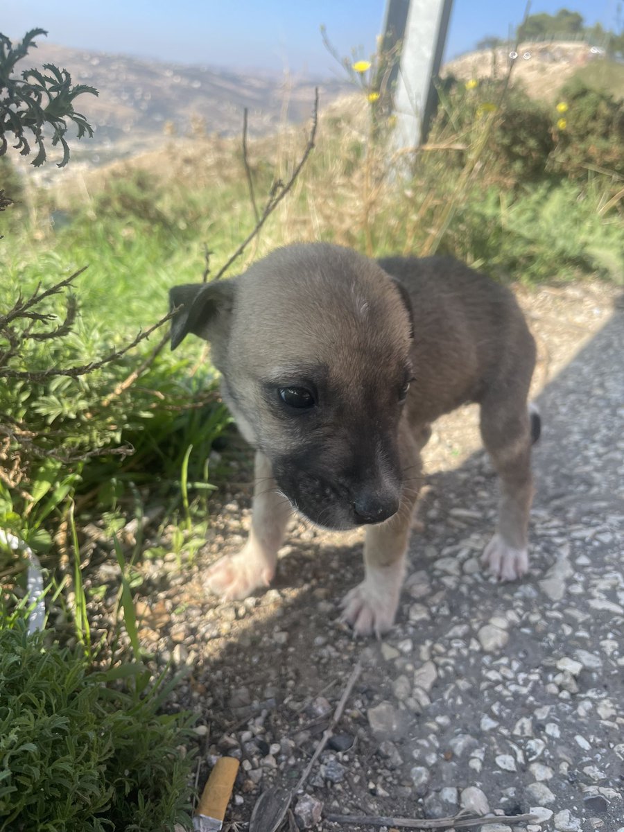 Meet bud. Bud is the reason I’ve been a little bit inactive on here today. 

Bud desperately needs a permanent home here in Jordan. If you know anyone who could take him please let me know. 

RT/QT appreciated. 

More in 🧵🪡 ⬇️