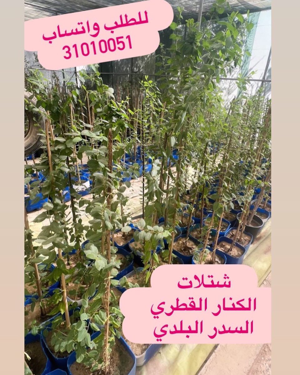 #مشتل_سمرة_خطاف #زرع_الخميس tweet media