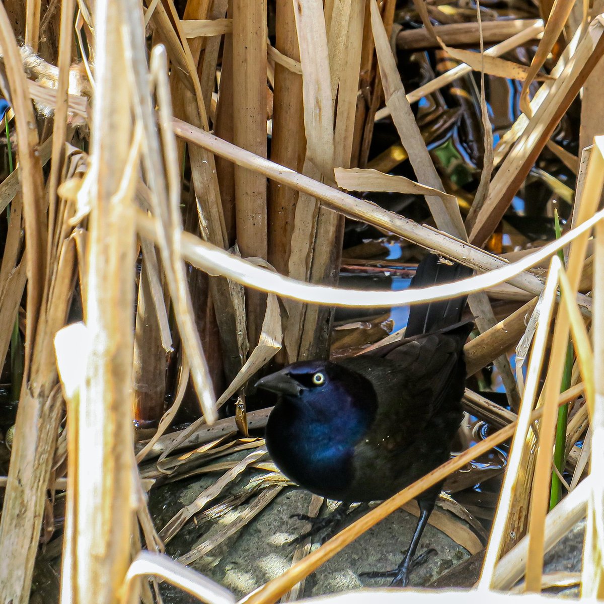 photo57's tweet photo. A common grackle hiding in the reeds for this weeks #MoroccanBlue and #Chiffon #colourcollective. #photography Have a great weekend everyone! https://t.co/62D40Rr9dW
