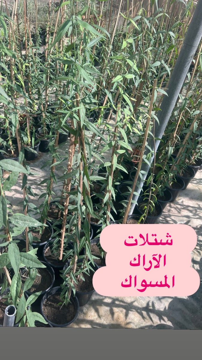 #مشتل_سمرة_خطاف #زرع_الخميس tweet media