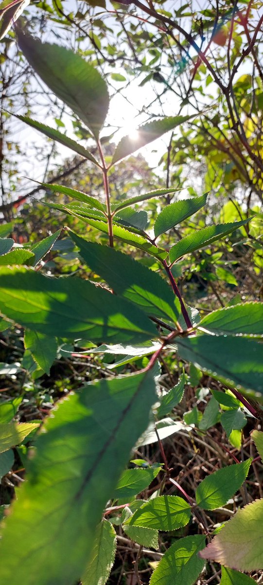 When you are asked to take some shot for #NationalTreeWeek &amp; you start trialling phone settings &amp; get all professional with light. 😄
#trees #nature #naturalland #greenery #leaves #macro