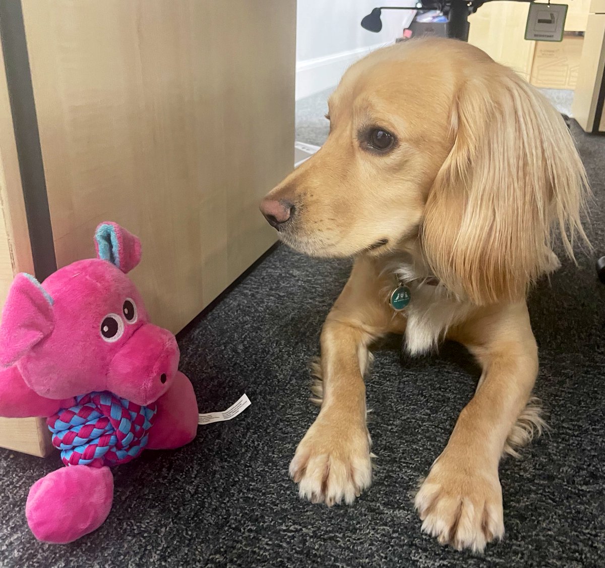 OllyWCS's tweet photo. So penny, how are you finding things since you’re promotion?
To be honest Olly it’s been a bit rough.
Oh penny now you’re speaking my language.
No Olly ruff not woof. #miscomunication https://t.co/lbXj1yZ8dz