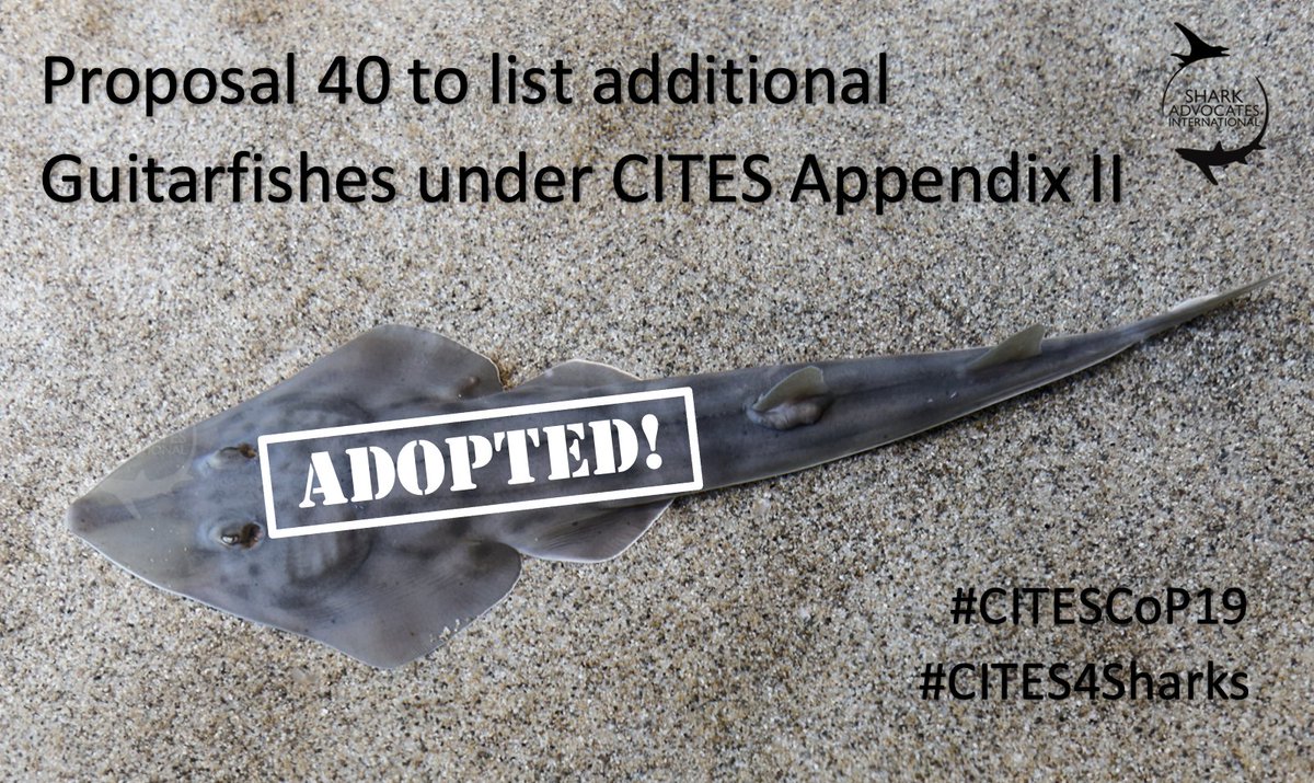 📣 Breaking news from #CITESCoP19 Plenary: Additional guitarfishes have been listed under CITES Appendix II ! Congratulations to all the Parties & conservation NGOs that made it happen! #CITES4Sharks&Rays